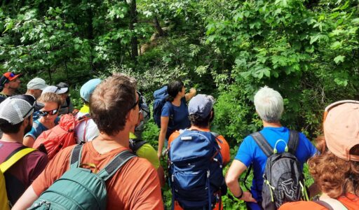 Gruppo guidato di escursionisti alla scoperta delle piante di montagna