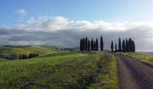 Cipressi sulla Via Francigena nei pressi di Col d'Orcia